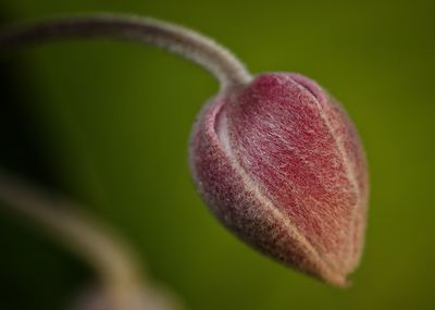 Close-up of heart shape leaf