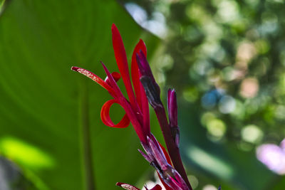 Close-up of red flower against blurred background