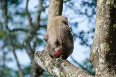 Low angle view of monkey on tree trunk