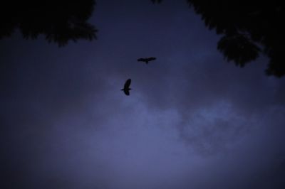 Low angle view of silhouette birds flying in sky