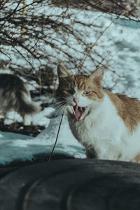 Cat yawning