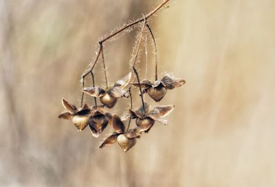 macro photography