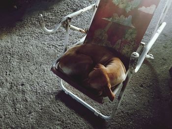 High angle view of dog relaxing