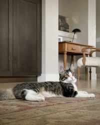 Cat resting in a home