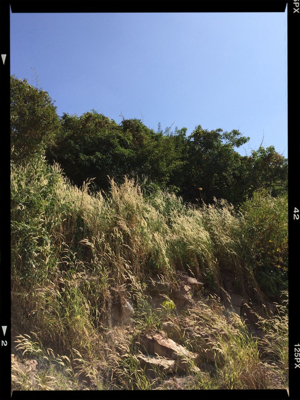 transfer print, auto post production filter, clear sky, tree, tranquility, growth, tranquil scene, nature, copy space, beauty in nature, scenics, green color, plant, grass, day, sunlight, field, forest, outdoors, landscape