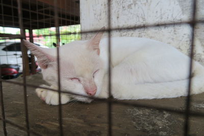 Close-up of a cat sleeping in cage