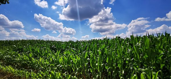 Panoramic view of corn field against sky