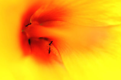 Macro shot of insect on orange flower