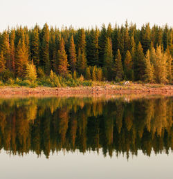 Scenic view of lake in forest