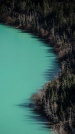 High angle view of sea and trees in forest