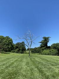 Trees on field against clear blue sky