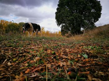 Dog on field against sky