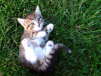 Cat relaxing on grassy field