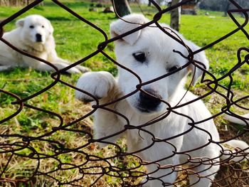View of dog seen through chainlink fence