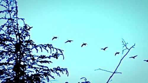 Low angle view of birds flying in sky