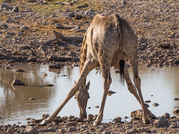 Giraffe bending down and drinking from water hole in etosha national park, namibia, africa