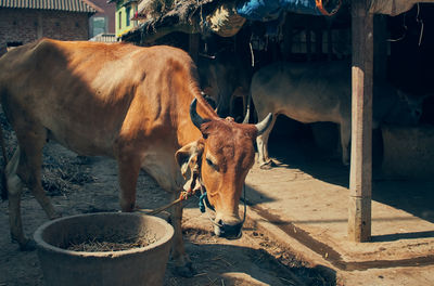 Domestic cattle in a farm in west bengal.