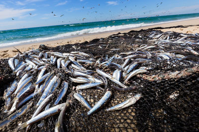 Sardines on net at beach