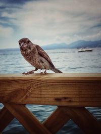 Bird perching on railing against sea