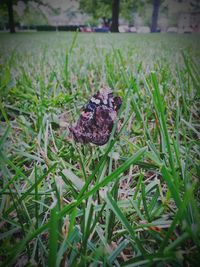 Close-up of plant on grassy field