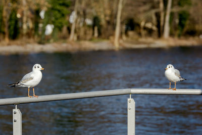 Seagull perching on wooden post