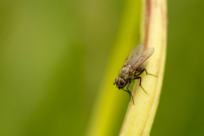 Close-up of housefly