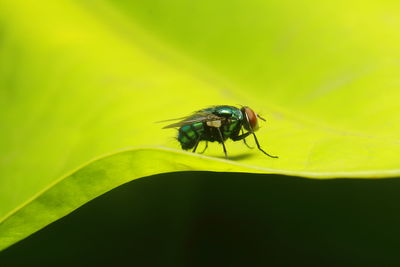 Close-up of fly on leaf