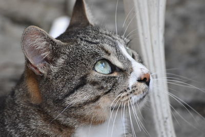 Close-up of a cat looking away