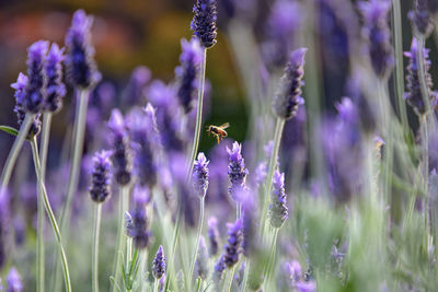 Close-up of insect on purple flowering plant on field