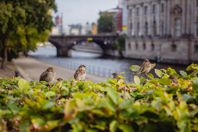 Close-up of sparrows in hedge