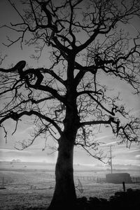 Tree on beach against sky