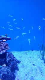 Fish swimming in sea