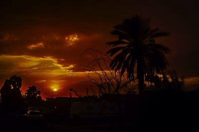 Silhouette of palm trees at sunset