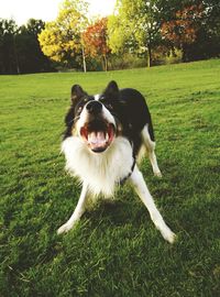 Dog on grassy field in park