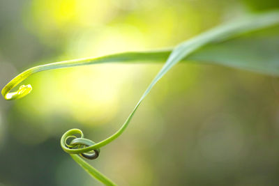 Close-up of green plant