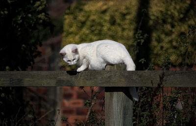 White cat looking away