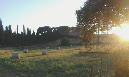 Scenic view of field against clear sky