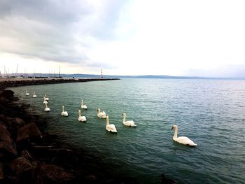 Swans in sea against sky