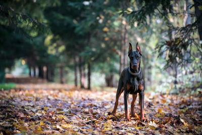 Dog standing on field during autumn