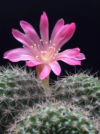 Close-up of pink cactus flower at night