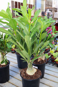 Close-up of potted plant