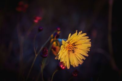 Close-up of yellow flower blooming outdoors