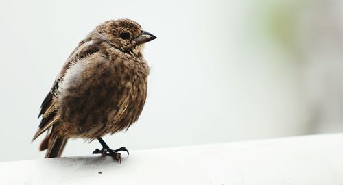 Close-up of bird