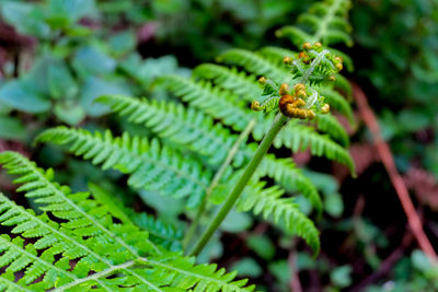 Close-up of insect on leaf