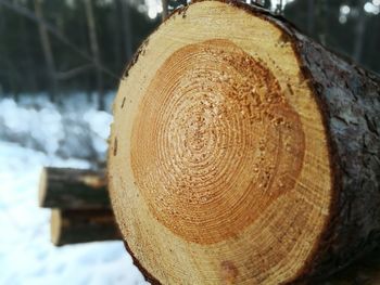 Close-up of stack of logs