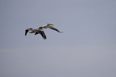 Low angle view of a bird flying