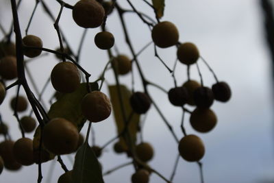 Low angle view of berries growing on tree against sky