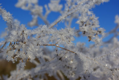 Close-up of frozen plant during winter