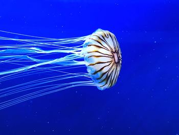 Close-up of jellyfish swimming in sea