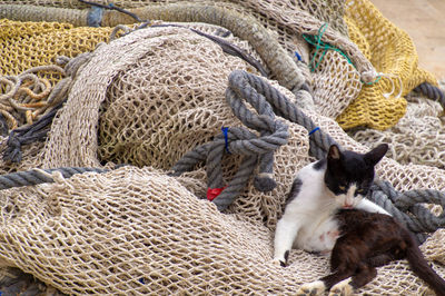 High angle view of cat and fishing net